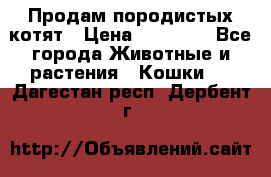 Продам породистых котят › Цена ­ 15 000 - Все города Животные и растения » Кошки   . Дагестан респ.,Дербент г.